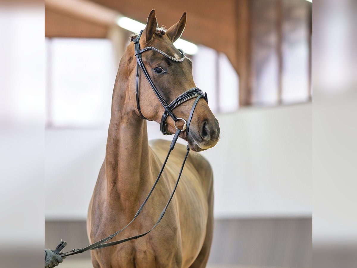 Westfaliano Yegua 3 años 169 cm Alazán in M&#xFC;nster-Handorf