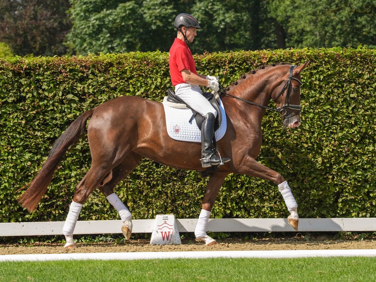 Westfaliano Yegua 3 años 171 cm Alazán-tostado in Münster