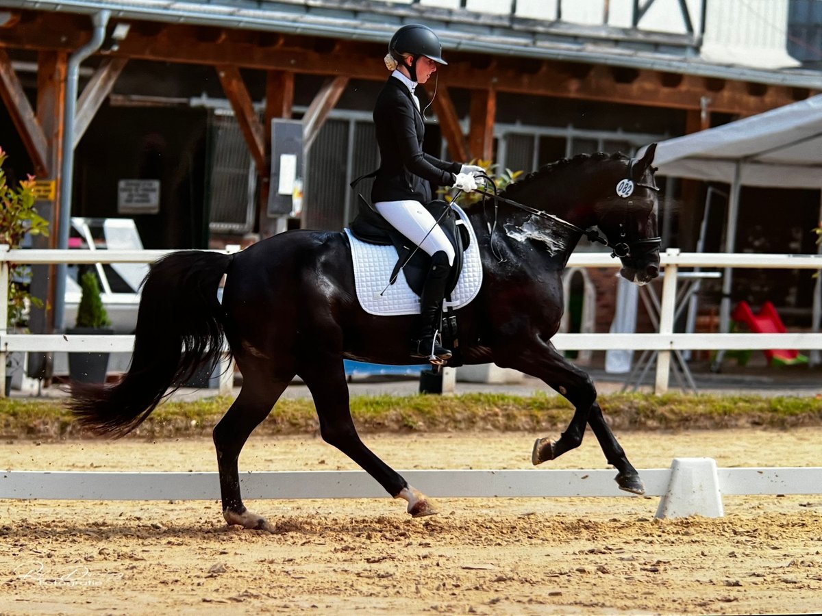 Westfaliano Yegua 4 años 164 cm Negro in Nümbrecht