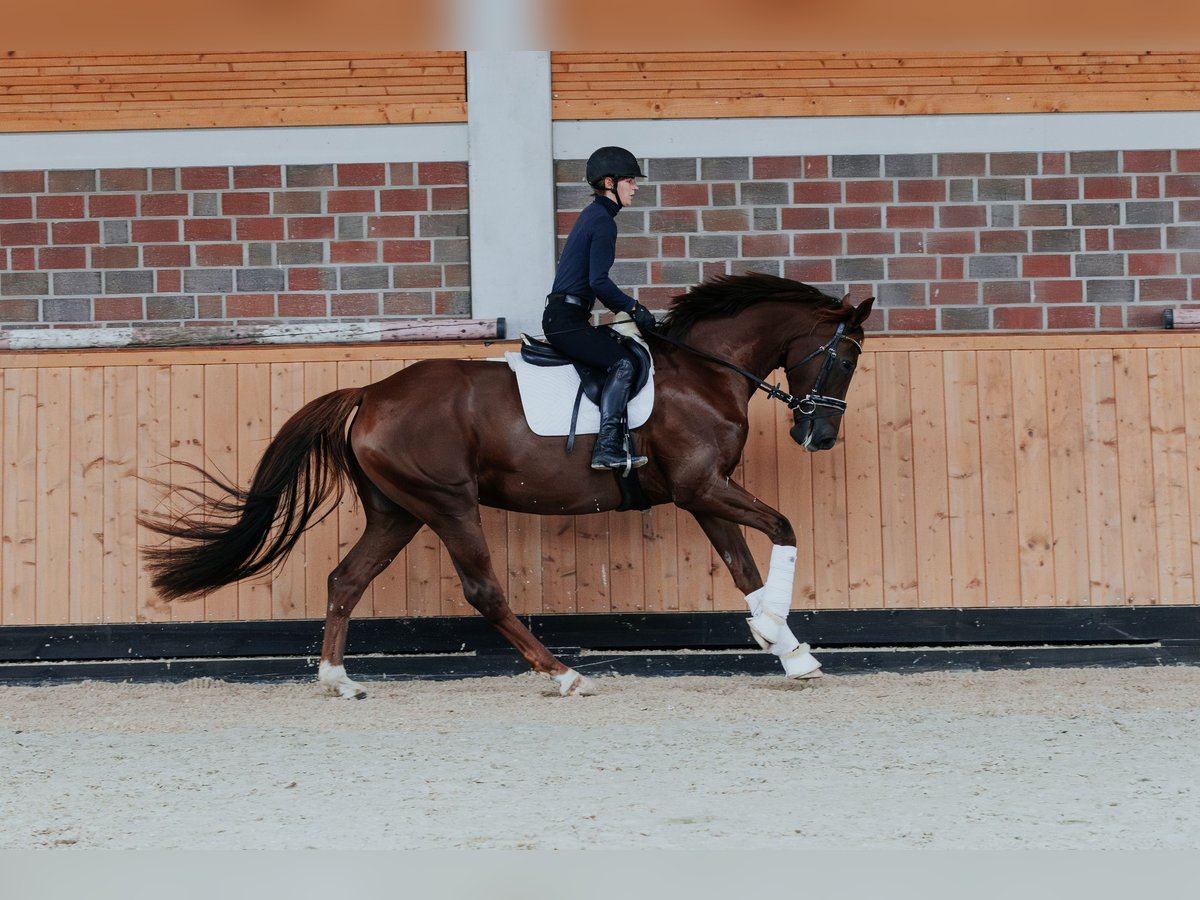 Westfaliano Yegua 4 años 170 cm Alazán-tostado in L&#xF6;wenberger Land