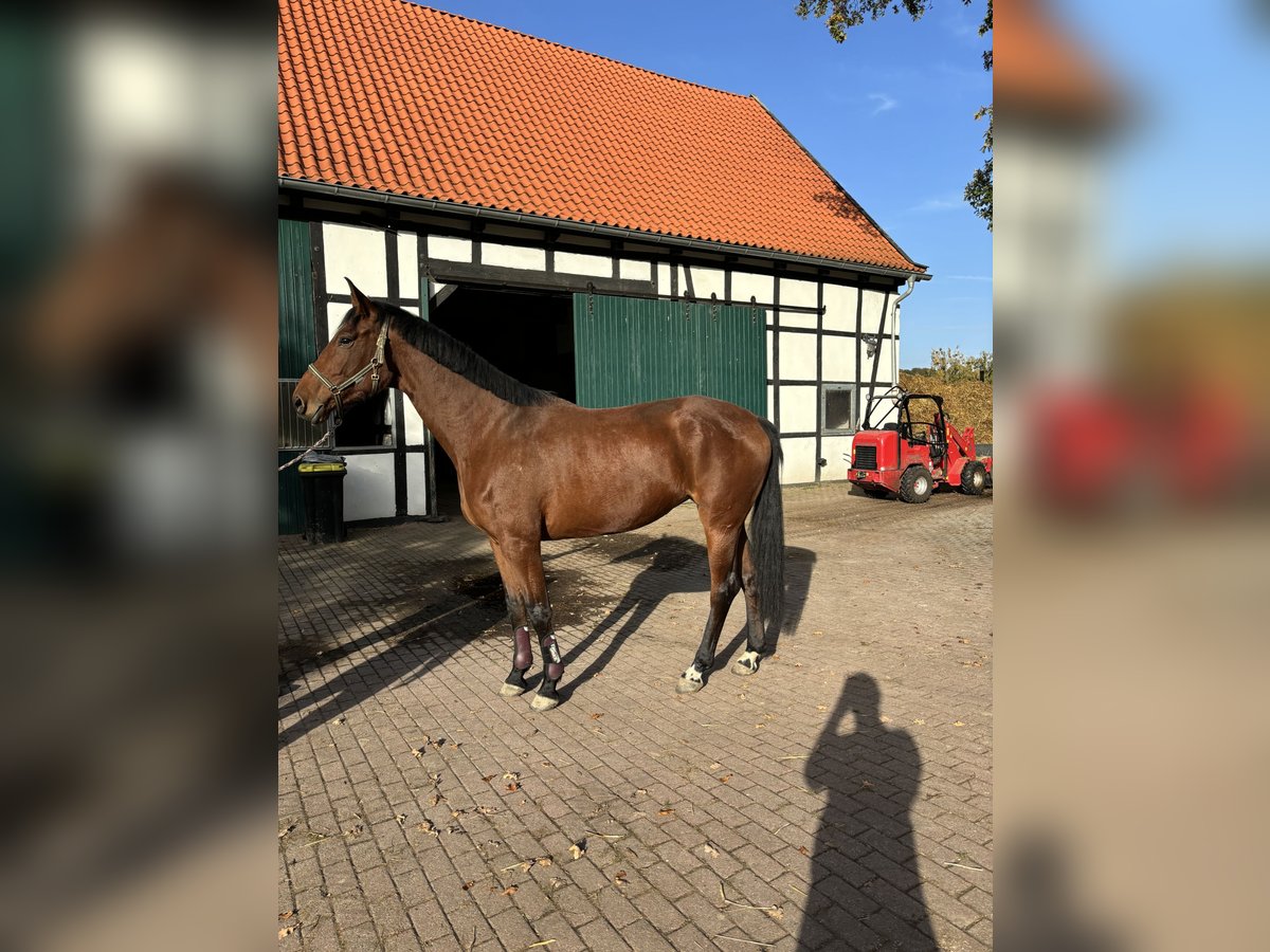 Westfaliano Yegua 4 años 175 cm Castaño in Bönen