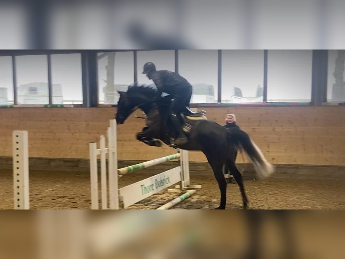 Westfaliano Yegua 5 años 159 cm Tordillo negro in Hamm