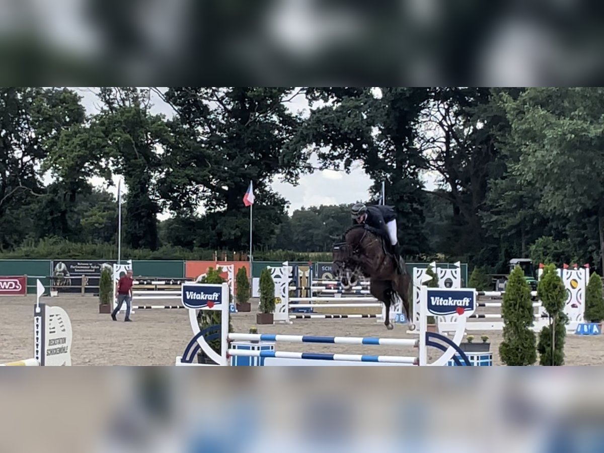 Westfaliano Yegua 5 años 168 cm Alazán-tostado in Nottuln