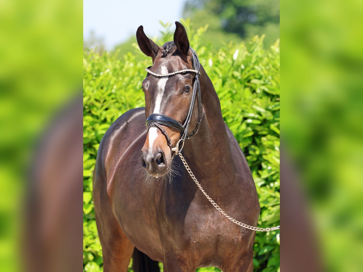 Westfaliano Yegua 5 años 168 cm Castaño oscuro in Greven