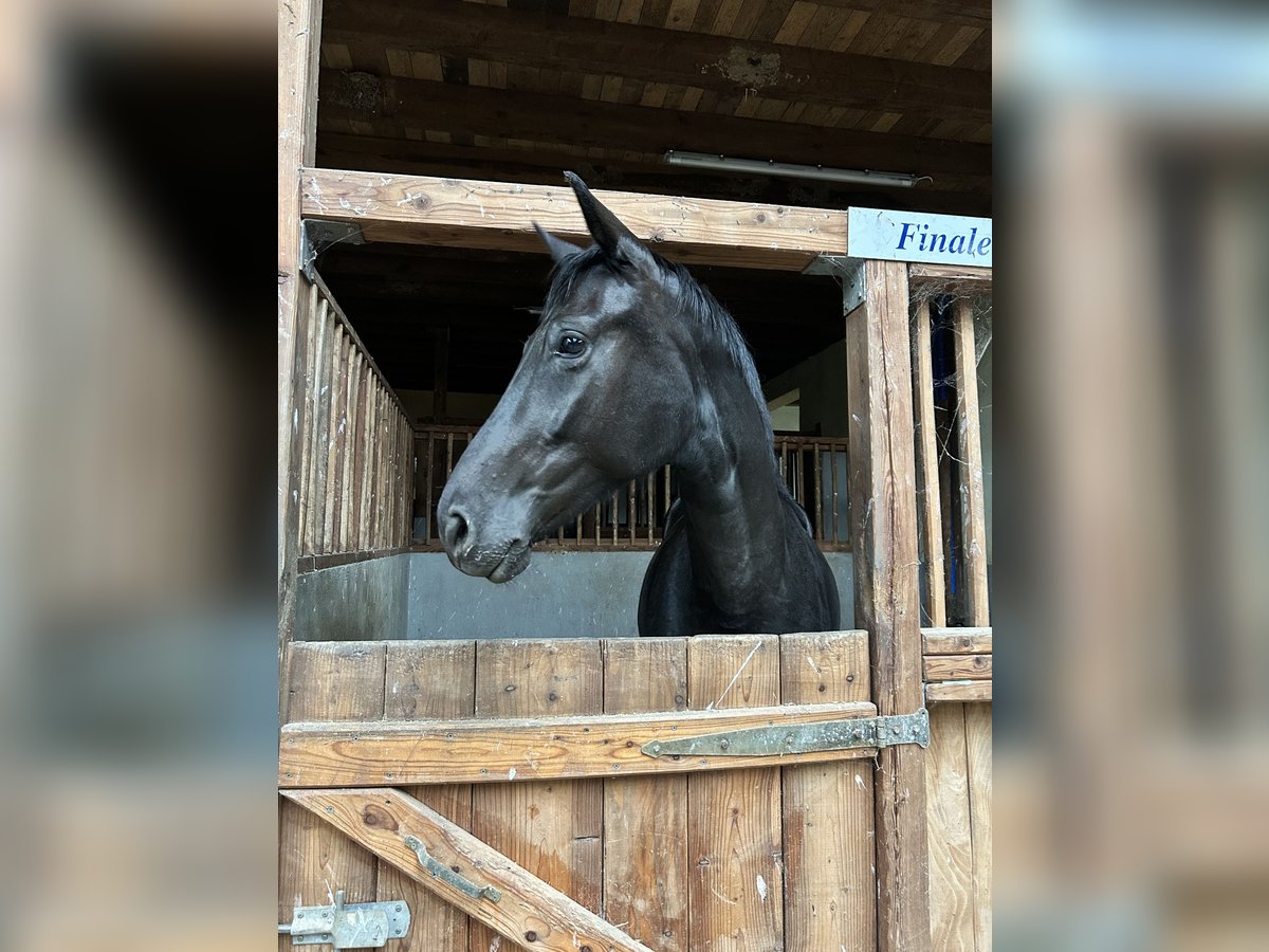 Westfaliano Yegua 5 años 168 cm Negro in Sankt Goar