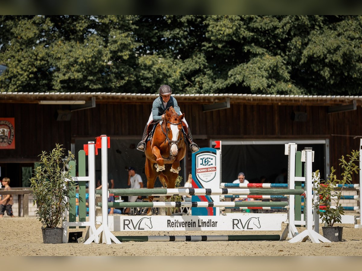 Westfaliano Yegua 5 años 170 cm Alazán in K&#xFC;rten