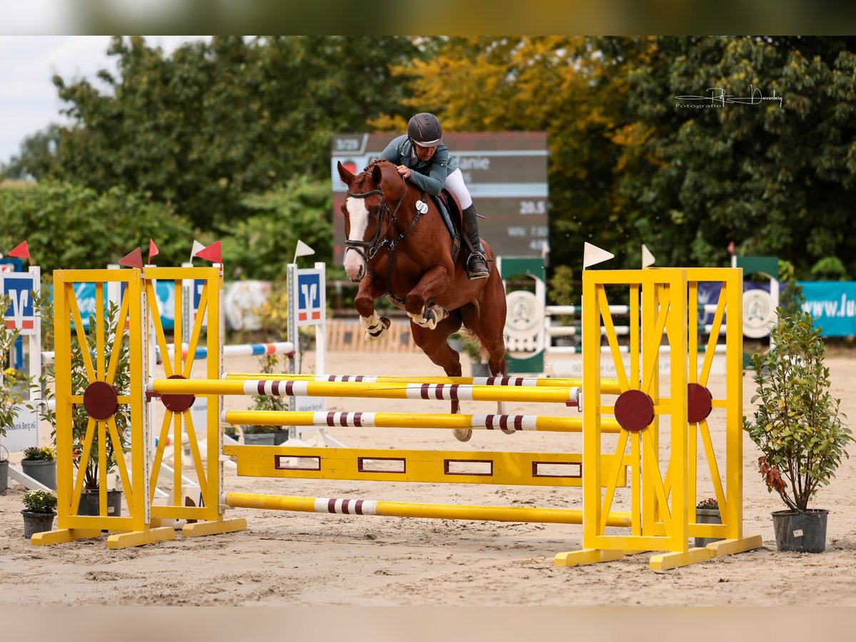 Westfaliano Yegua 5 años 173 cm Alazán in K&#xFC;rten