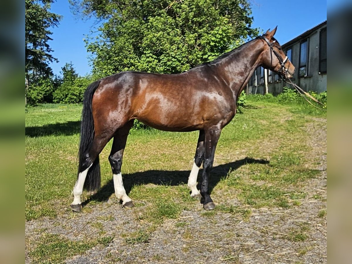 Westfaliano Yegua 5 años 174 cm Castaño in Dieblich