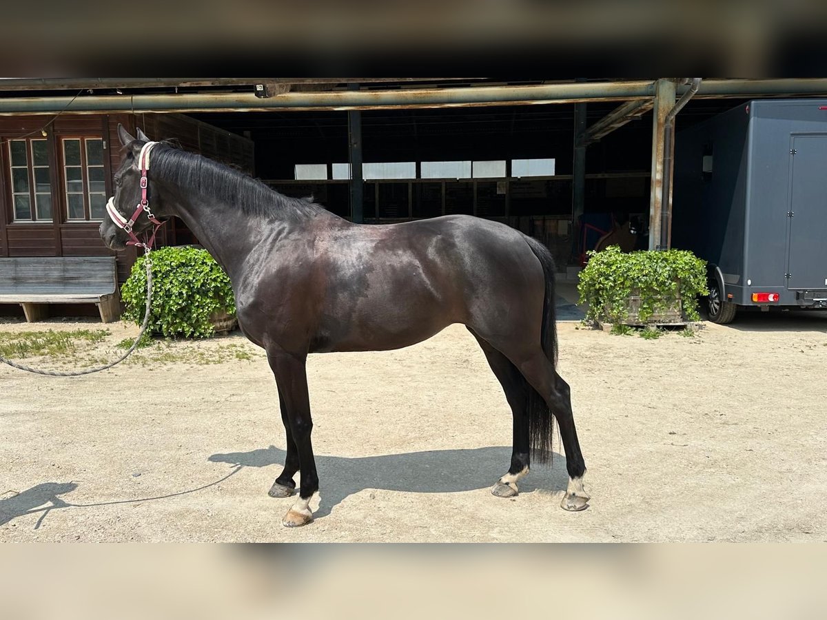 Westfaliano Yegua 5 años 175 cm Negro in B&#xFC;ren an der Aare