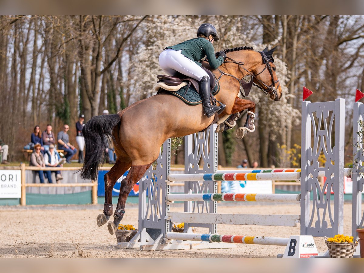 Westfaliano Yegua 6 años 164 cm Castaño in Dornburg