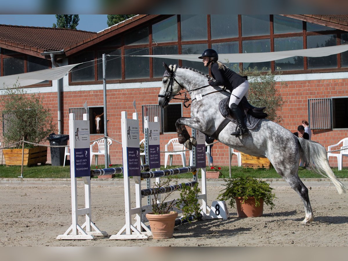 Westfaliano Yegua 6 años 165 cm in Stahnsdorf