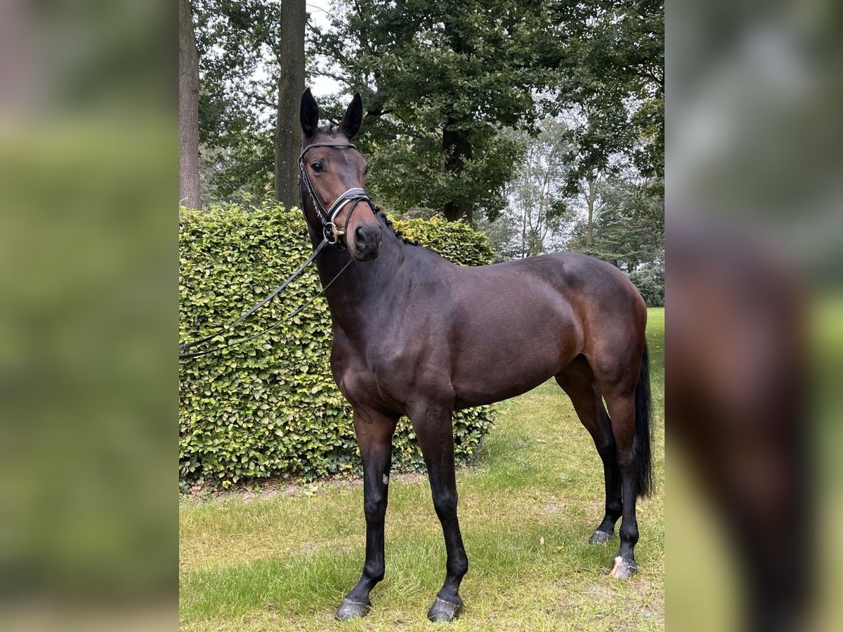 Westfaliano Yegua 6 años 166 cm Castaño in Rheine