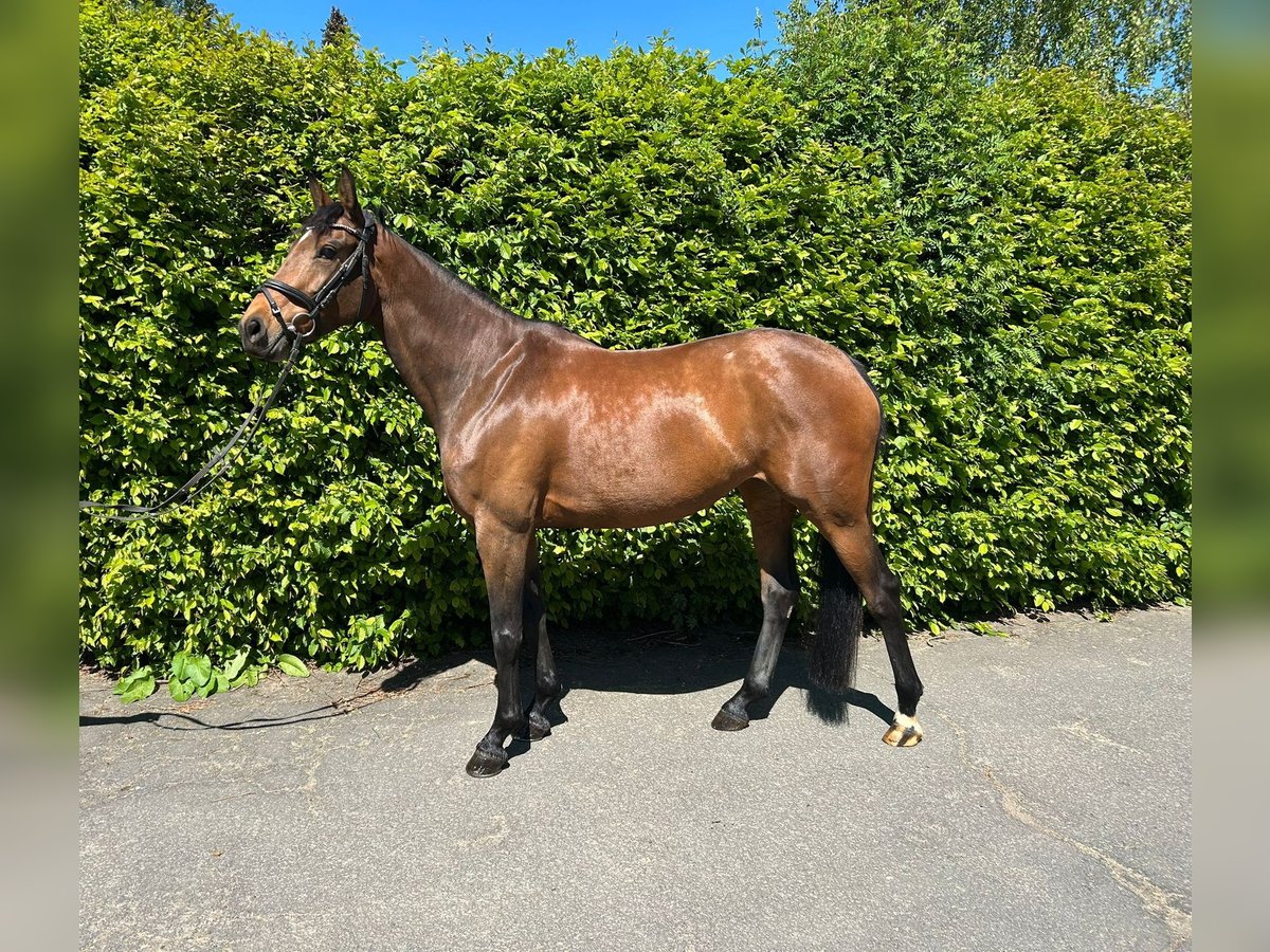 Westfaliano Yegua 7 años 158 cm Castaño in Freudenberg