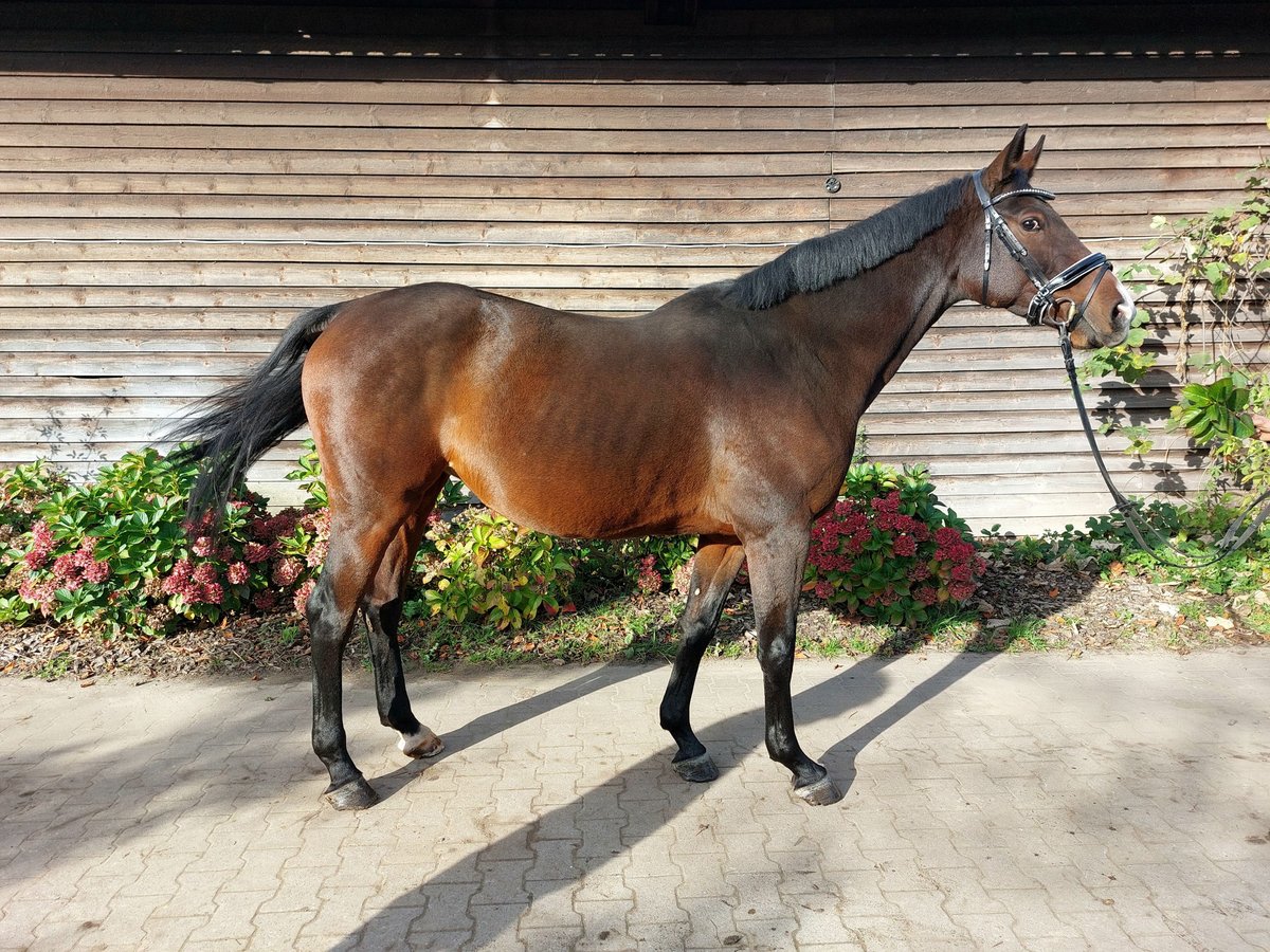 Westfaliano Yegua 7 años 167 cm Castaño in Minden