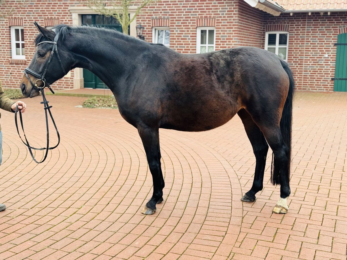 Westfaliano Yegua 7 años 168 cm Castaño in Ascheberg