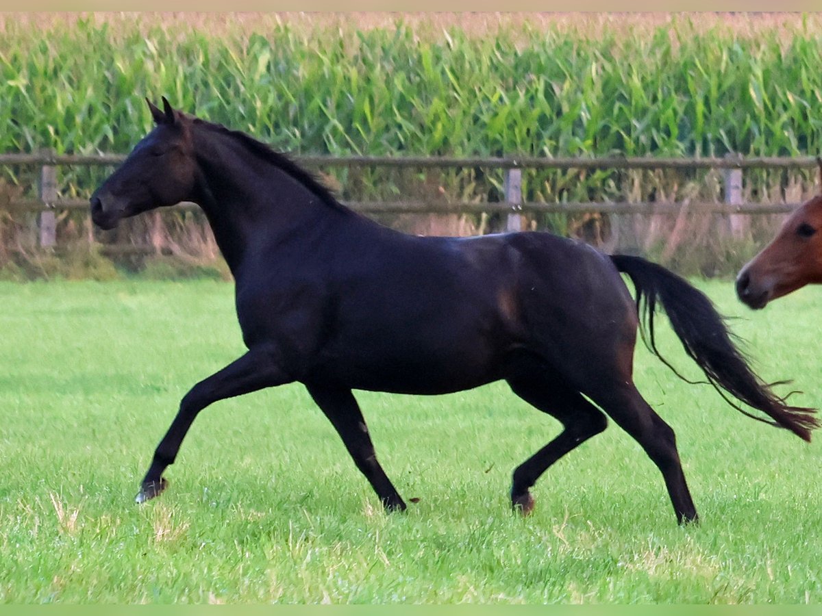 Westfaliano Yegua 7 años 168 cm Negro in Greven