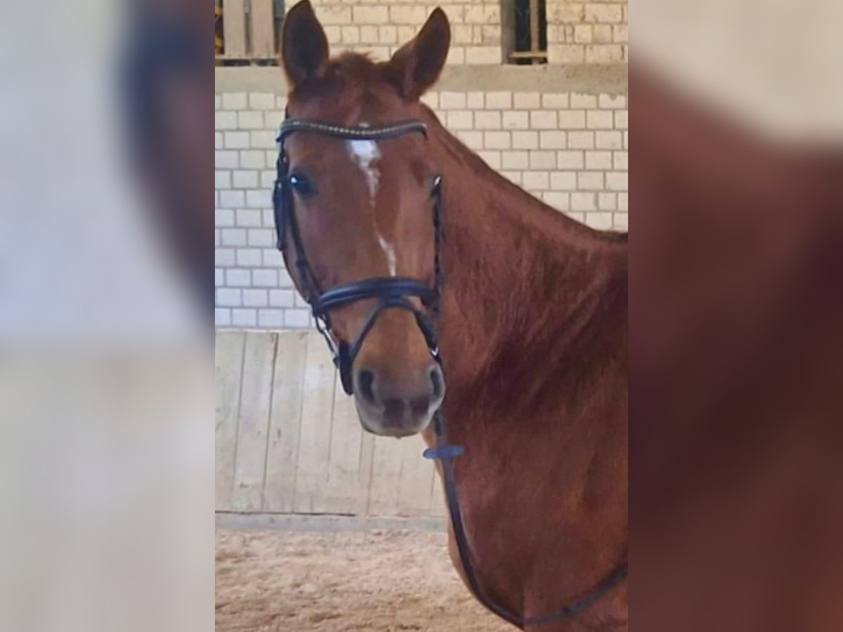 Westfaliano Yegua 9 años 167 cm Alazán in Sinzheim