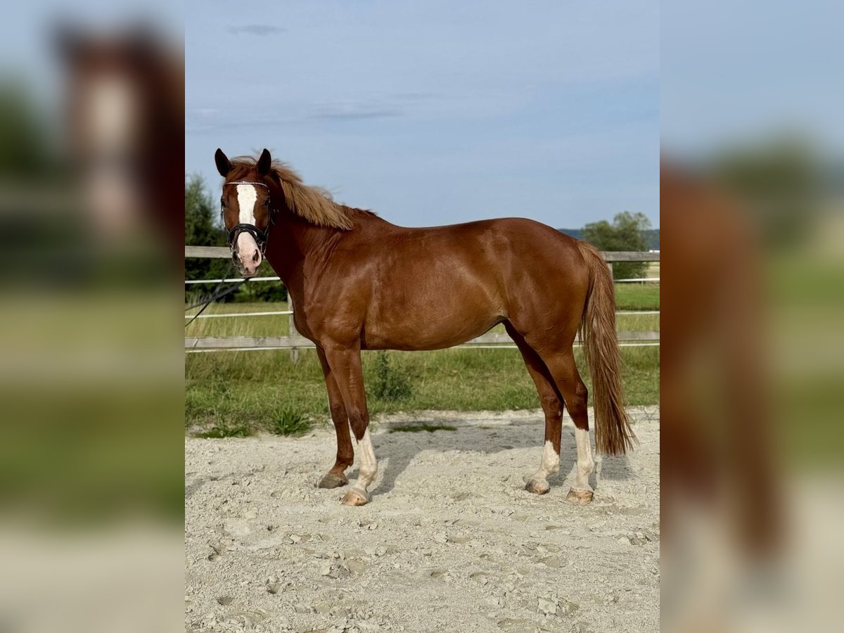 Westfaliano Yegua 9 años 171 cm Alazán in Lahntal