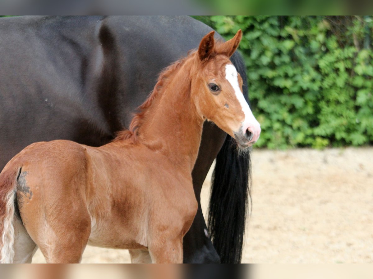 Westfaliano Yegua  168 cm Alazán in Kutenholz