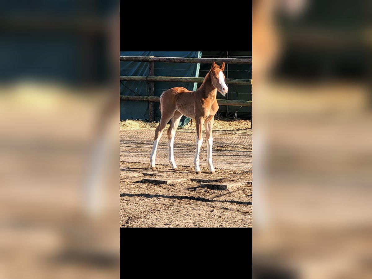 Westfaliano Yegua  168 cm Alazán in Ibbenbüren