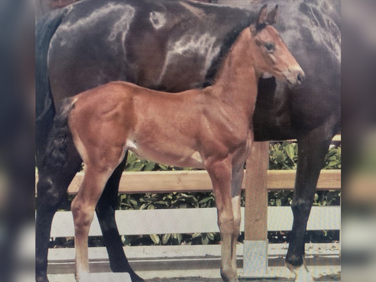 Westfaliano Yegua Potro (05/2025) 168 cm Castaño in Osnabr&#xFC;ck