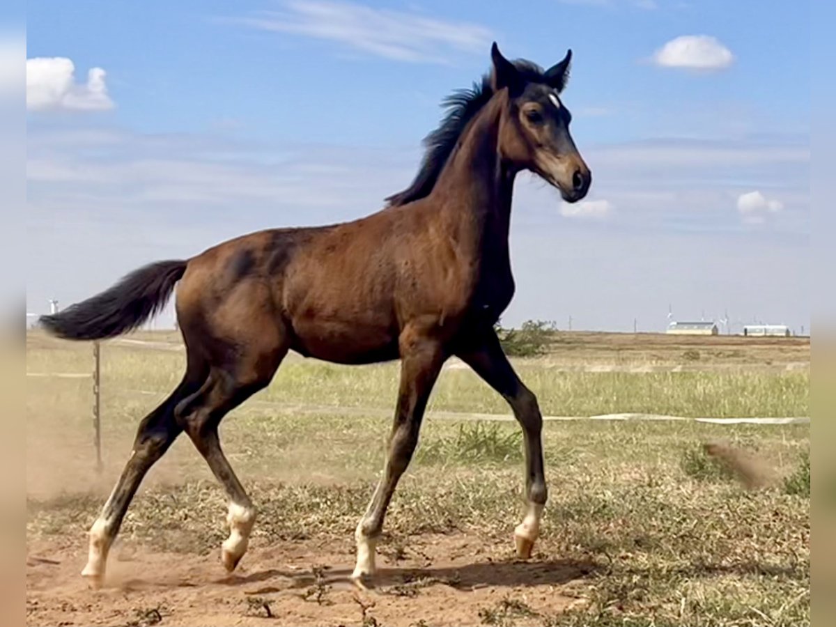 Westfaliano Yegua Potro (05/2024) 168 cm Morcillo in Cashion