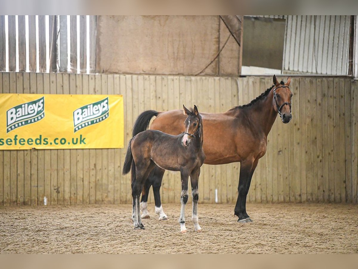 Westfaliano Yegua Potro (05/2025) 173 cm Castaño rojizo in Ludlow