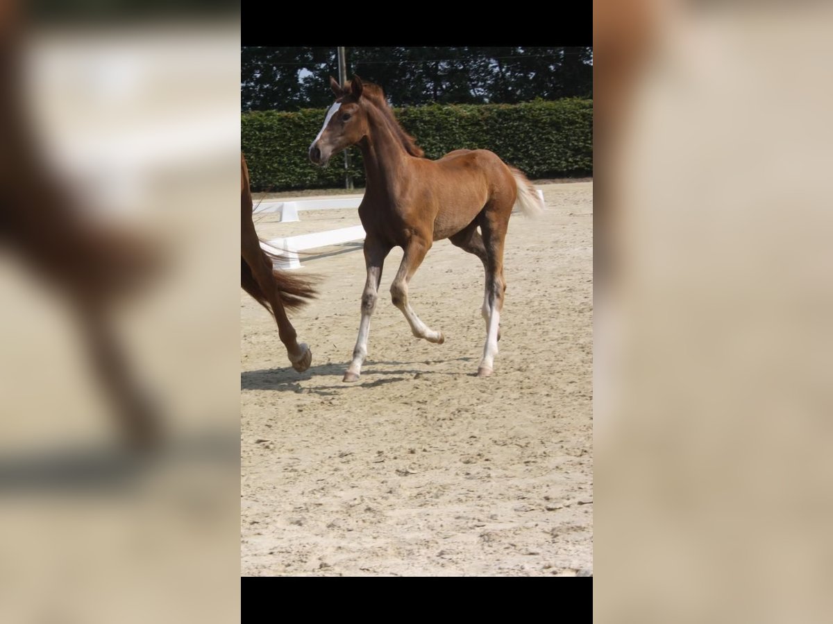 Westfaliano Yegua  Alazán-tostado in Witten