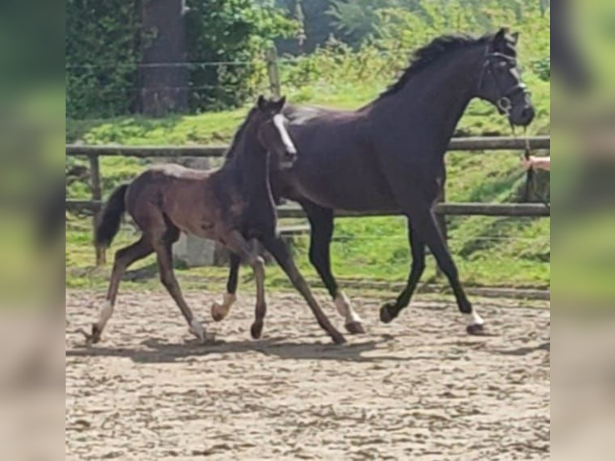 Westfaliano Yegua Potro (05/2024) Negro in Schöppingen