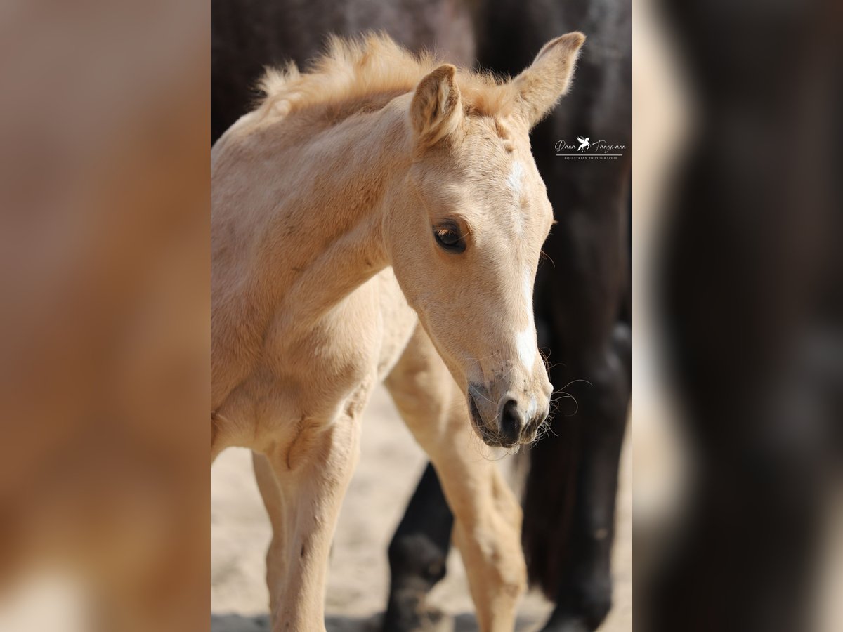 Westfaliano Yegua  Palomino in Neuenkirchen-VördenVörden