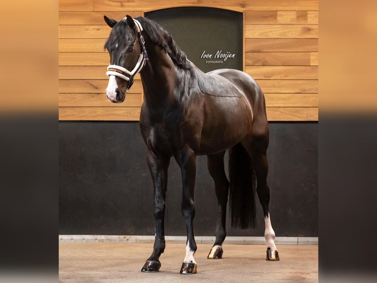 Westfalisk häst Hingst 11 år 164 cm Rökfärgad svart in Kondrajec