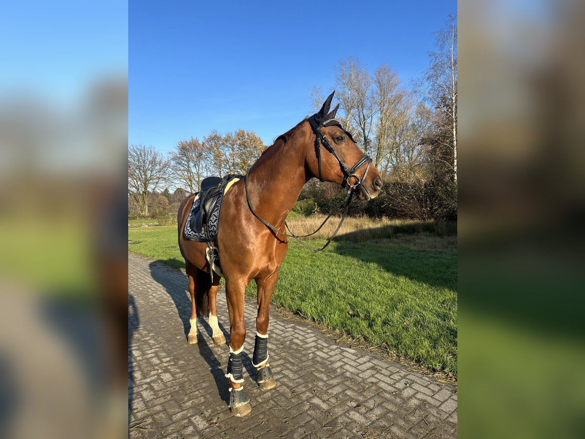 Westfalisk häst Hingst 12 år 182 cm fux in Ratingen