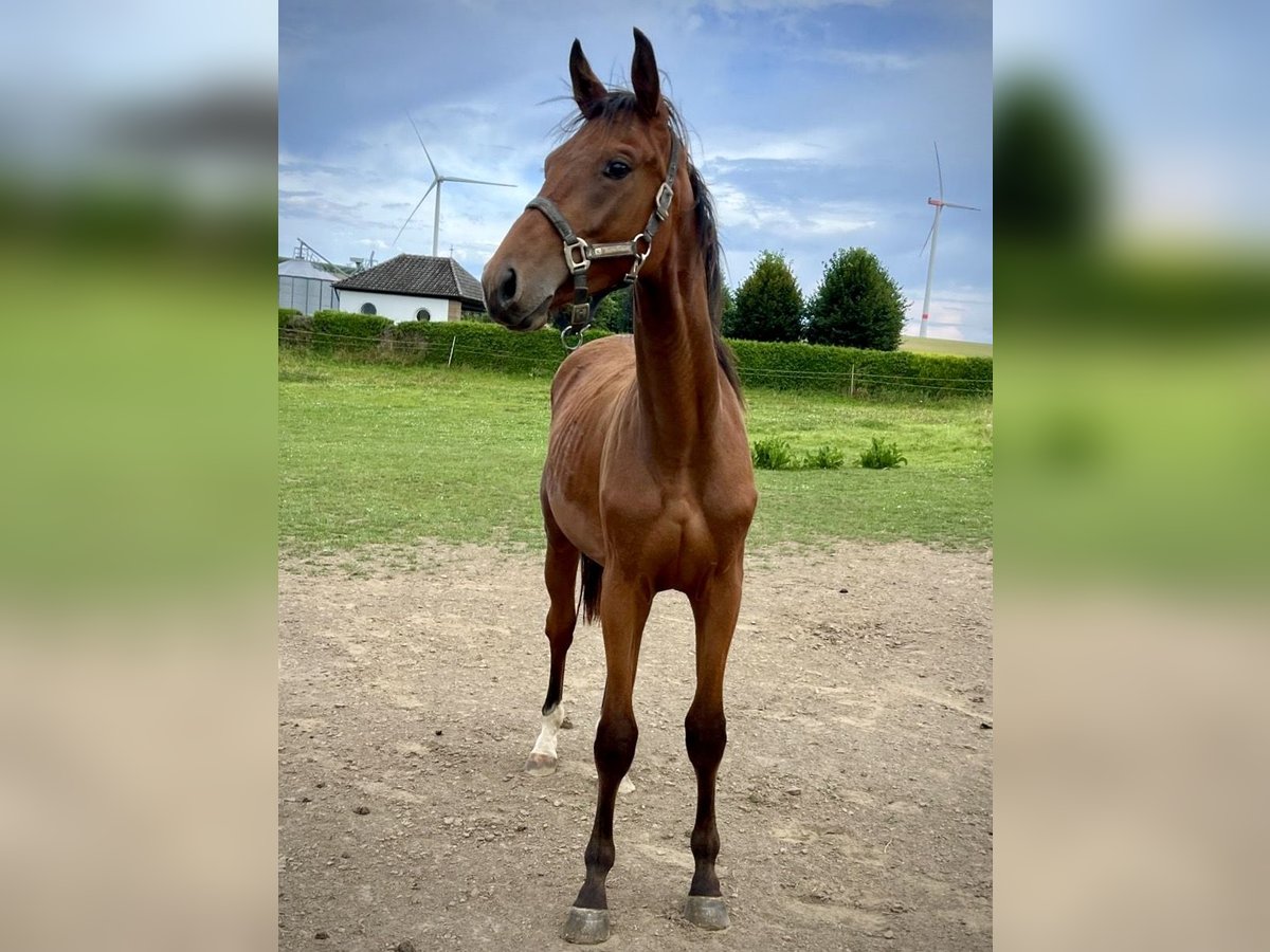 Westfalisk häst Hingst 1 år 169 cm Brun in Dörrmorschel