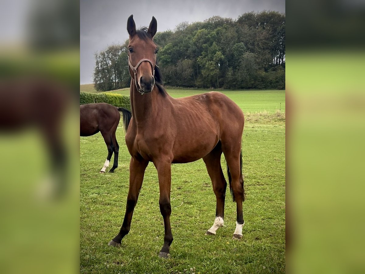 Westfalisk häst Hingst 1 år 169 cm Brun in Dörrmorschel