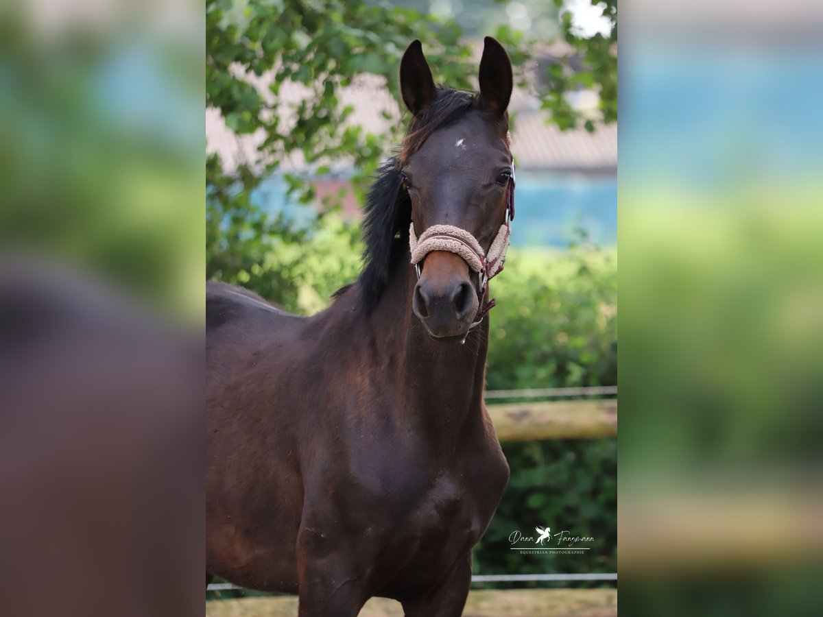 Westfalisk häst Hingst 1 år Rökfärgad svart in Neuenkirchen-Vörden