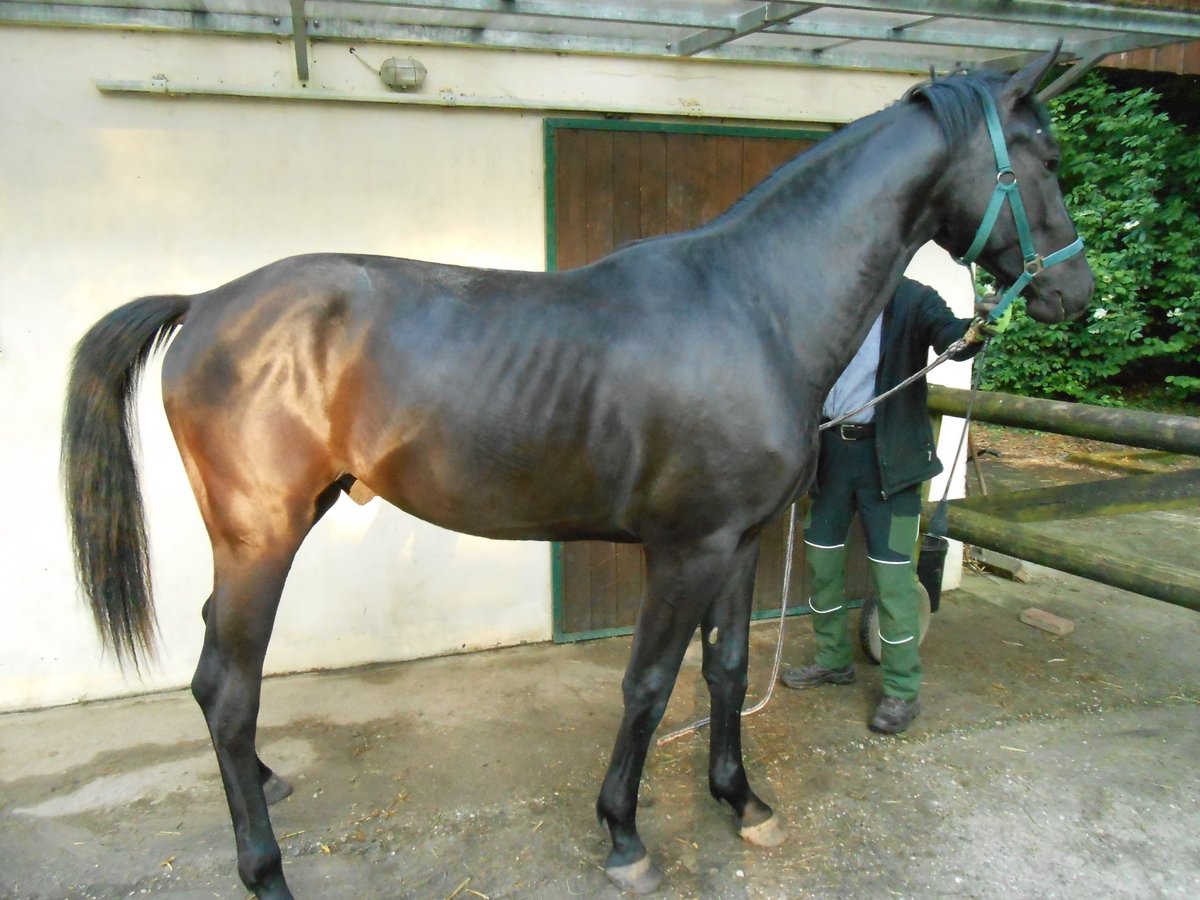 Westfalisk häst Hingst 2 år 162 cm Svart in Münster