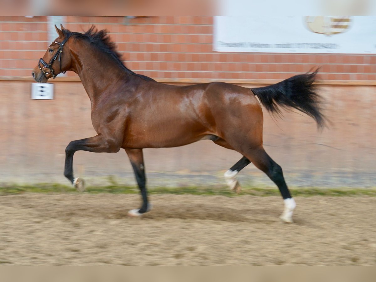 Westfalisk häst Hingst 2 år 165 cm Brun in Paderborn