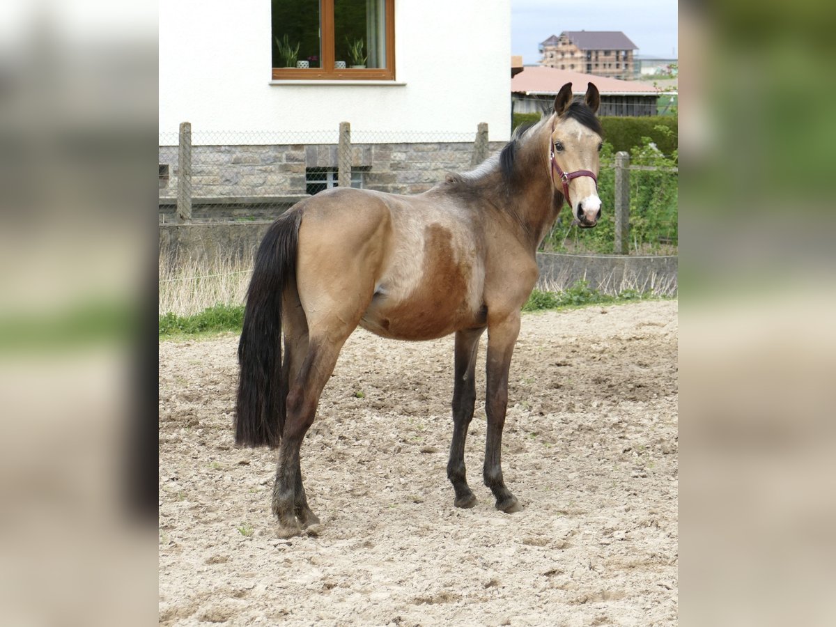 Westfalisk häst Hingst 2 år 168 cm Gulbrun in Borgentreich
