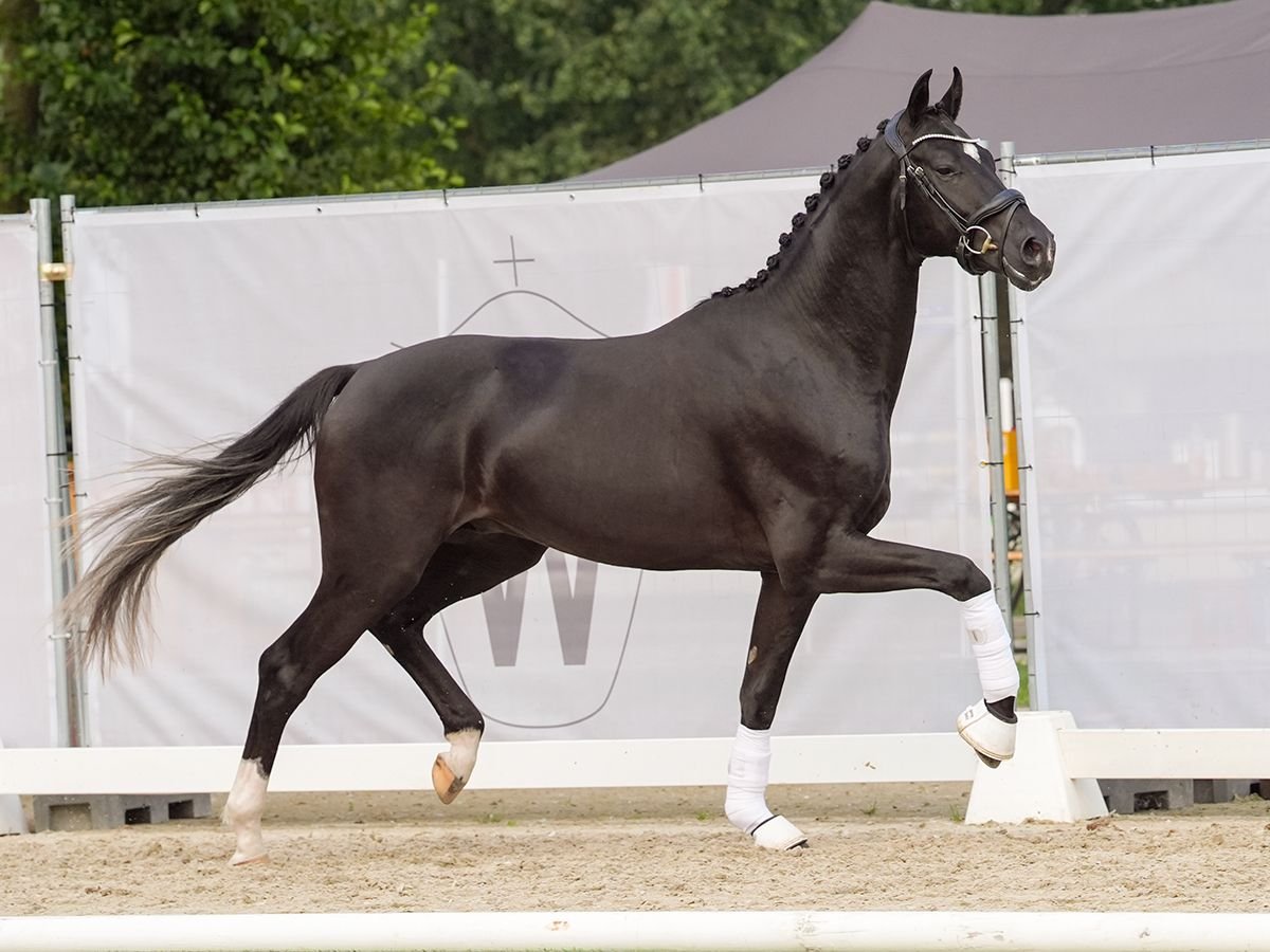 Westfalisk häst Hingst 2 år 168 cm Svart in Münster