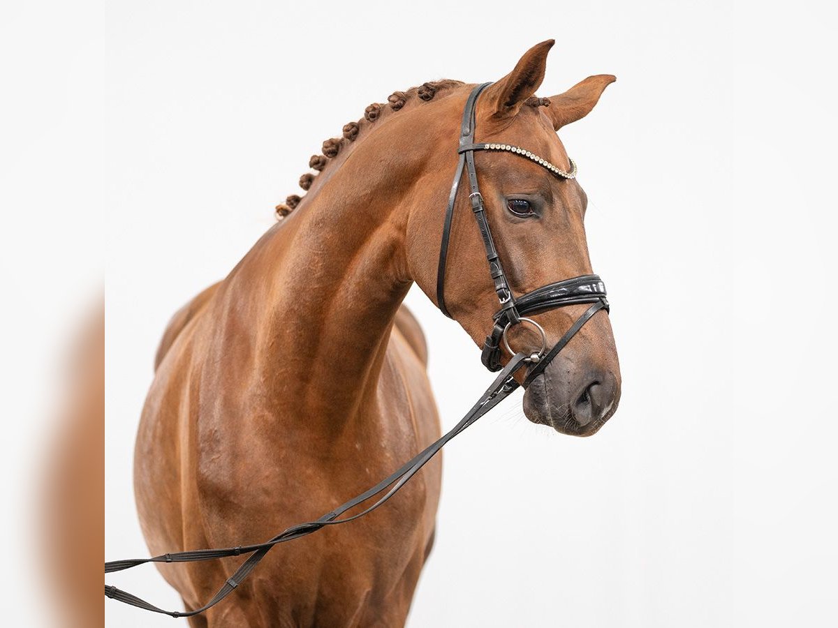 Westfalisk häst Hingst 2 år 173 cm Fux in Münster-Handorf