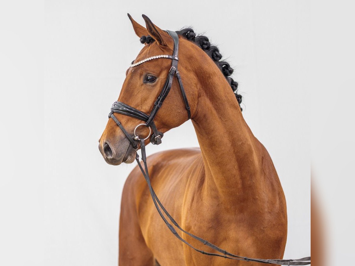 Westfalisk häst Hingst 2 år Brun in Münster-Handorf