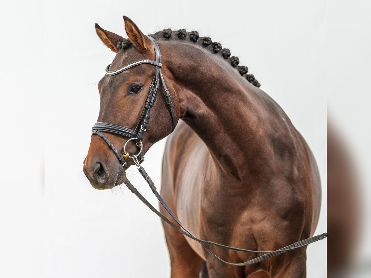 Westfalisk häst Hingst 2 år Mörkbrun in Münster-Handorf