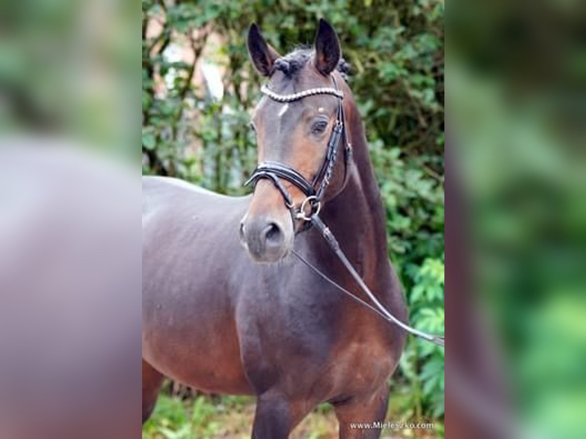 Westfalisk häst Hingst 4 år 153 cm Mörkbrun in Paderborn