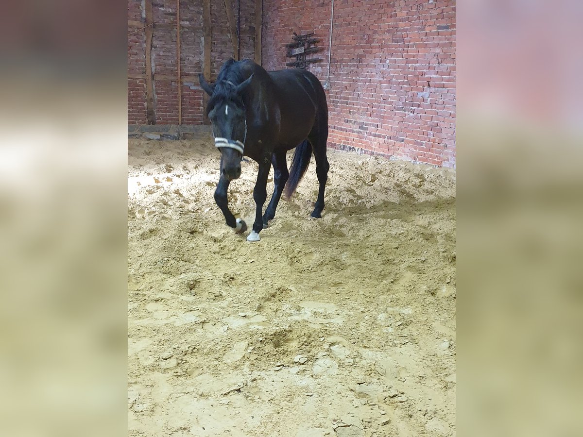 Westfalisk häst Hingst 4 år 175 cm Mörkbrun in Wadersloh