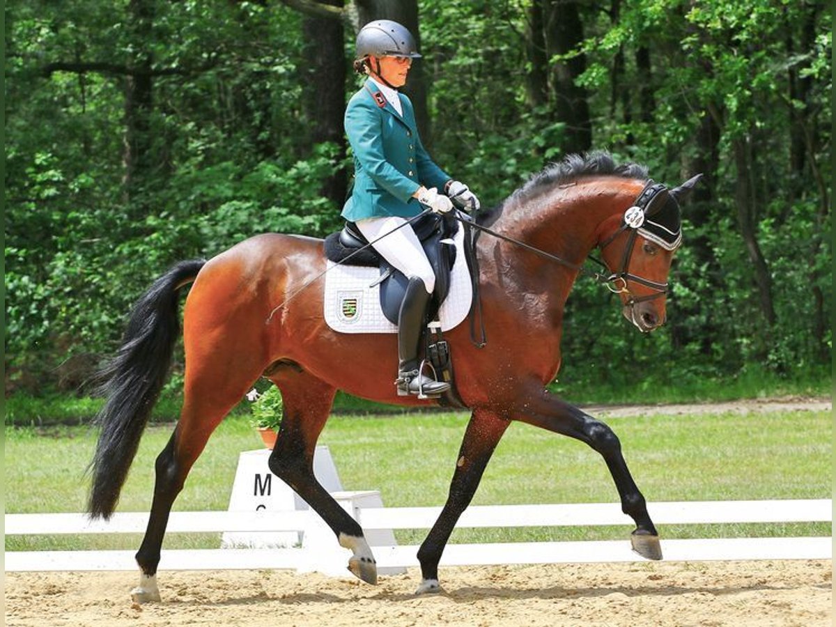 Westfalisk häst Hingst Brun in Moritzburg