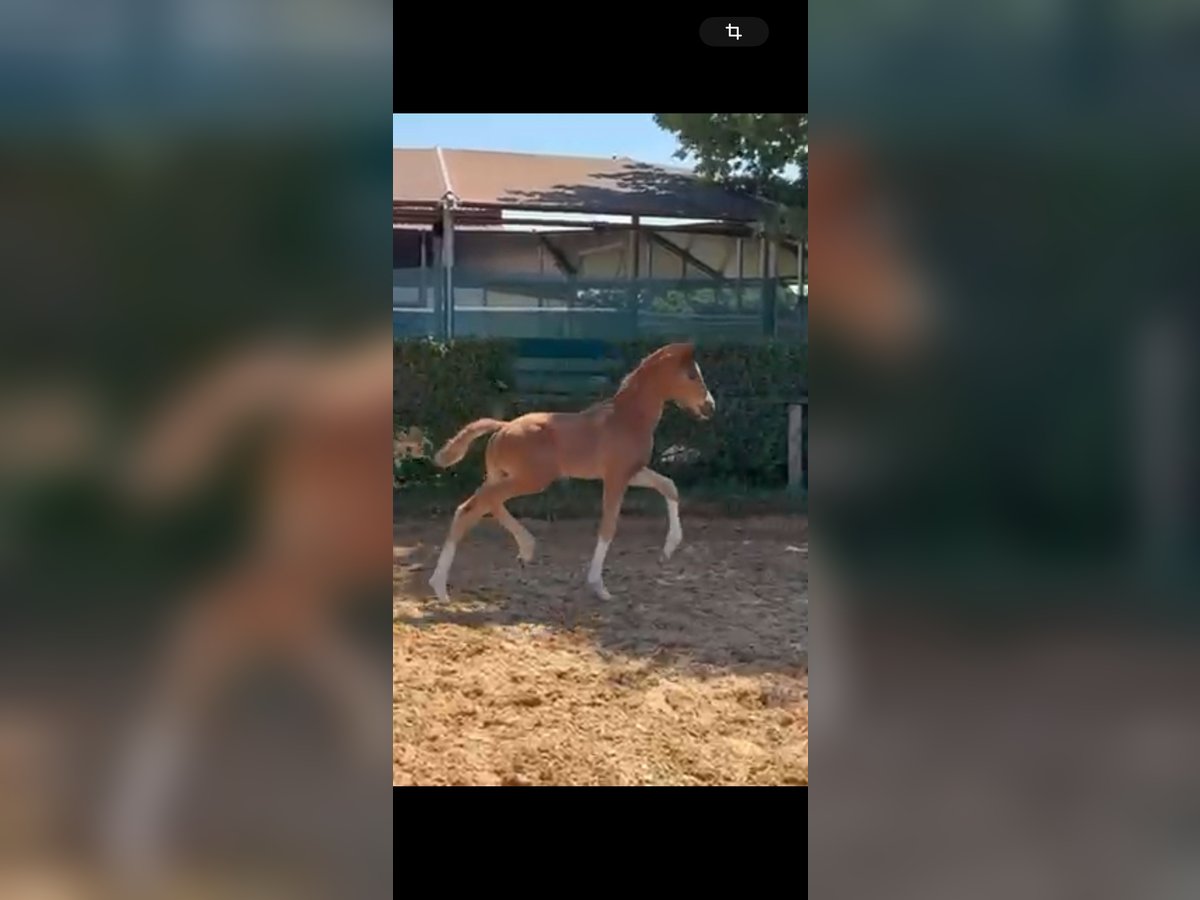 Westfalisk häst Hingst Föl (05/2024) 170 cm in HallbergmoosHallbergmoos