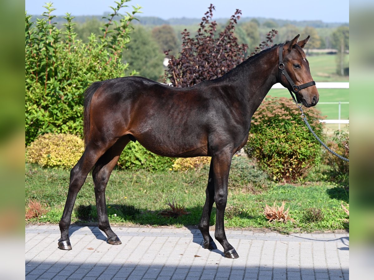 Westfalisk häst Hingst Föl (02/2024) 170 cm Mörkbrun in Wysin