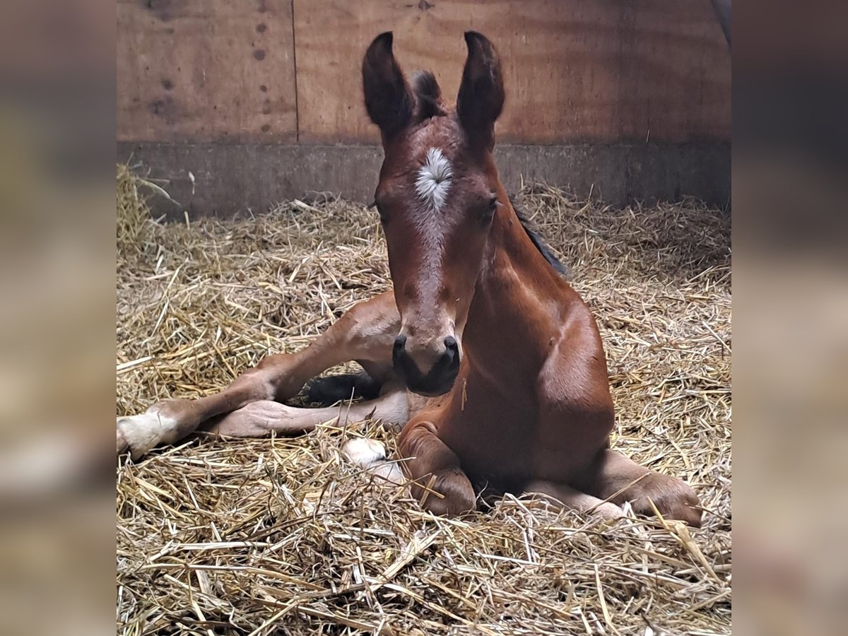 Westfalisk häst Hingst Föl (07/2024) Brun in Borchen