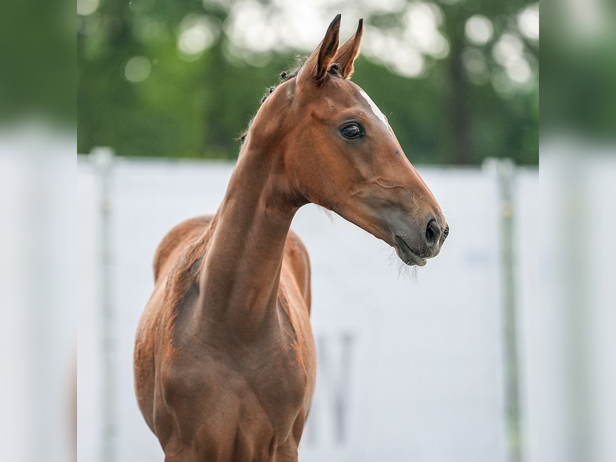 Westfalisk häst Hingst Föl (04/2024) Brun in Hövelhof-Espeln