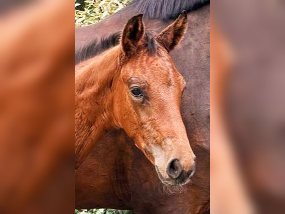 Westfalisk häst Hingst Föl (06/2024) Brun in Ibbenbüren